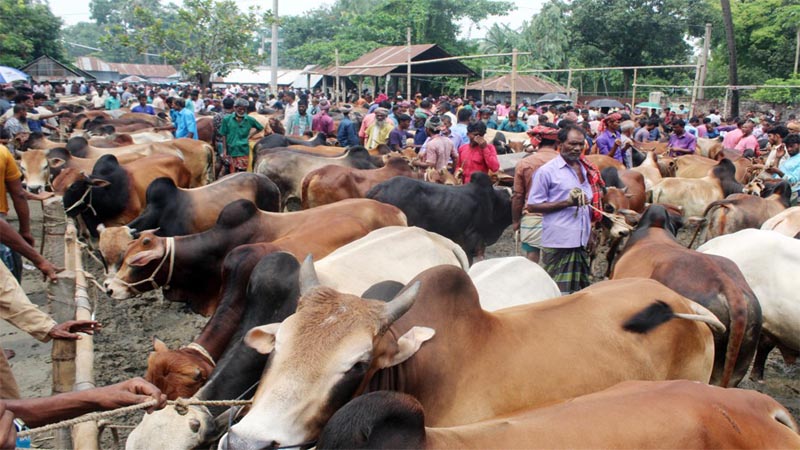 জমে উঠেছে রাজধানীর পশুর হাট