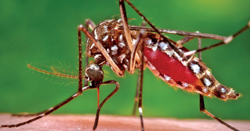রাজধানীর ১১ এলাকায় ডেঙ্গুর প্রকোপ