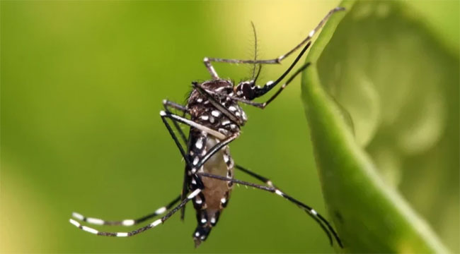 ডেঙ্গুতে ১ দিনে রেকর্ড ১৯ জনের মৃত্যু