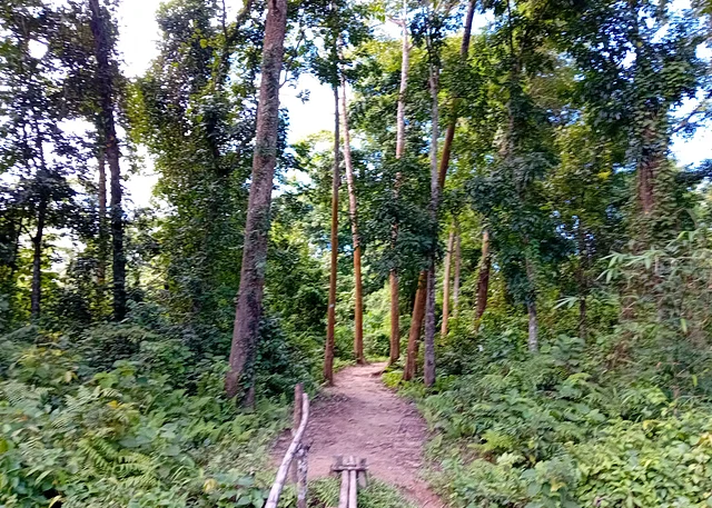 বনমন্ত্রীর এলাকায় সংরক্ষিত বন কেটে হবে সাফারি পার্ক, ‘আত্মঘাতী’ প্রকল্প বলছেন পরিবেশবিদেরা মৌলভীবাজারের জুড়ী উপজেলায় লাঠিটিলা সংরক্ষিত বনে ওই সাফারি পার্ক নির্মাণ করতে চায় বন অধিদপ্তর।