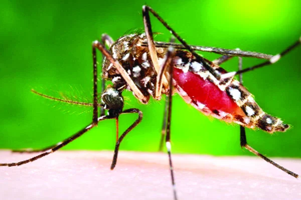 হেমন্তের বৃষ্টি বাড়াবে ডেঙ্গুঝুঁকি ১৫৫০ ছাড়াল ডেঙ্গুতে মৃত্যু, মৌসুম শেষেও আক্রান্ত ঊর্ধ্বমুখী