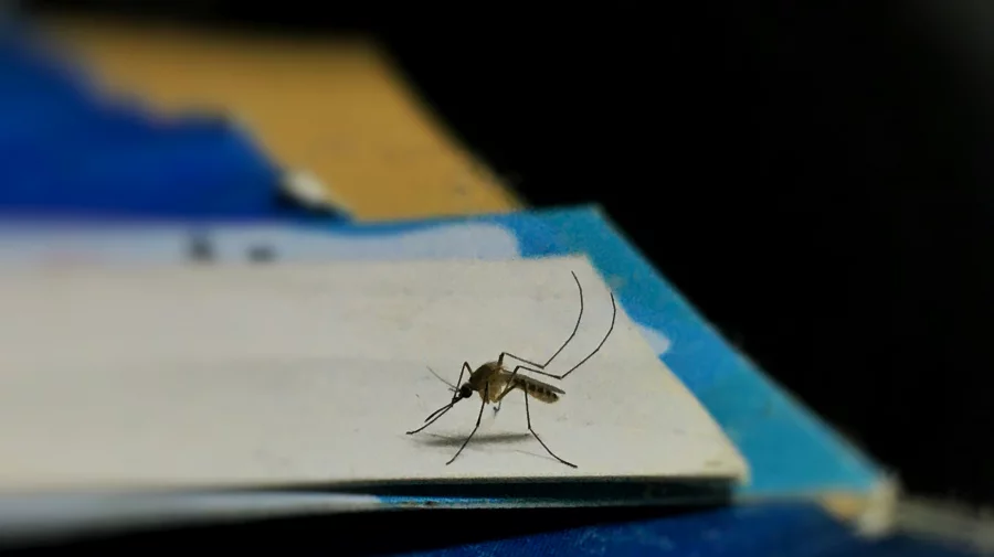 World Mosquito Day: Small creature, big threat We must acknowledge the national public health crisis that we face due to mosquitoes, and take the necessary action