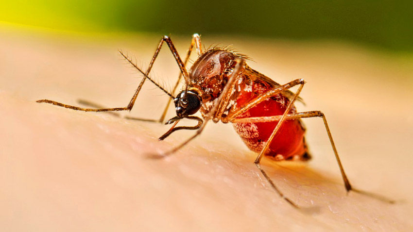 Dengue claims 3 more lives, 319 hospitalised