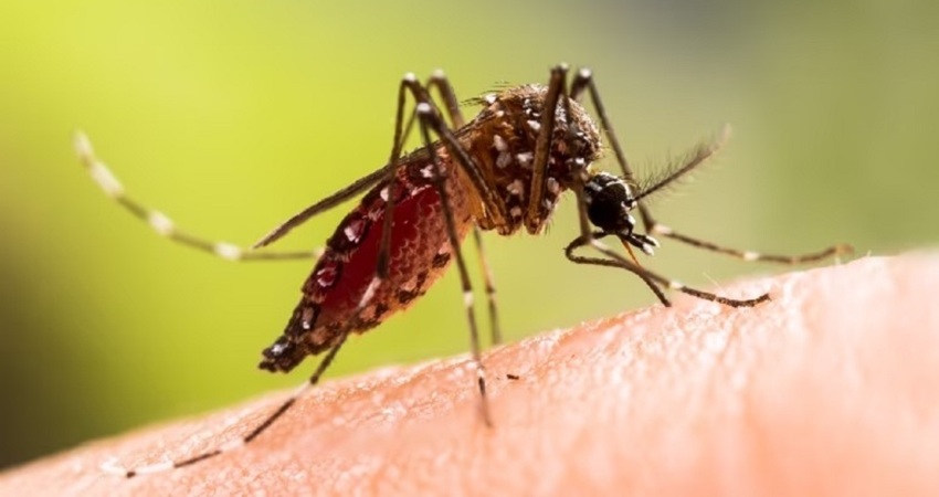 Nine people died of dengue fever across the country in the past 24 hours, while 1042 patients were admitted to hospitals.