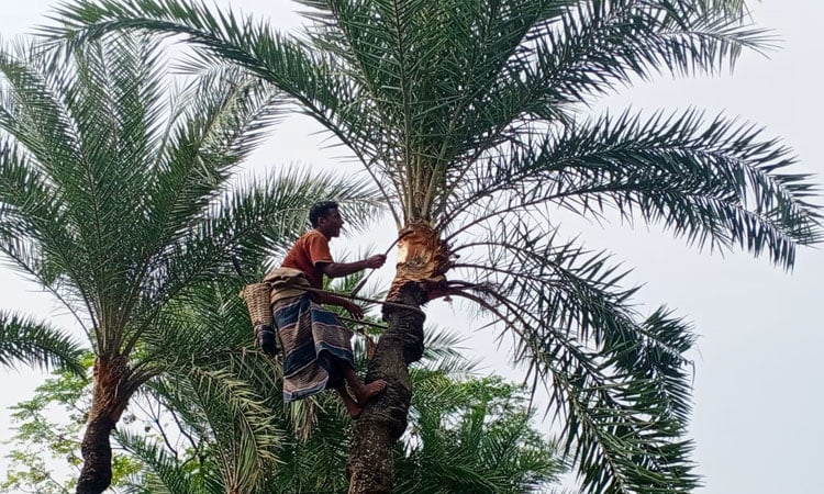 Chuadanga farmers prepare 2.7 lakh date palm trees for molasses season