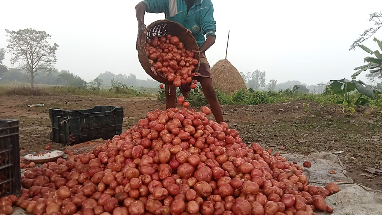 বগুড়ায় আগাম আলু চাষে কৃষকের উদ্বেগ, বাজারে দাম ধসে ক্ষতির আশঙ্কা