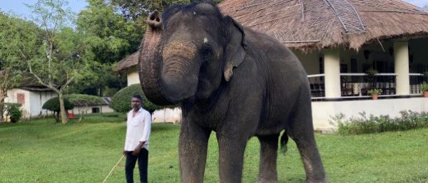 সার্কাসের নির্যাতন, অযত্ন থেকে নিরাপদ আশ্রয়ে রাশমণি, দেশের অন্য বন্দি হাতিগুলোর ভাগ্যে কী আছে?