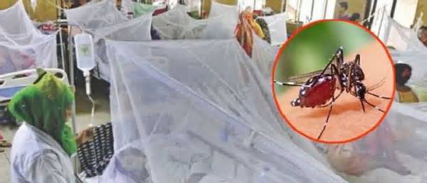 ২৪ ঘণ্টায় ডেঙ্গুতে আর ৫ মৃত্যু, হাসপাতালে ভর্তি ১৯২০